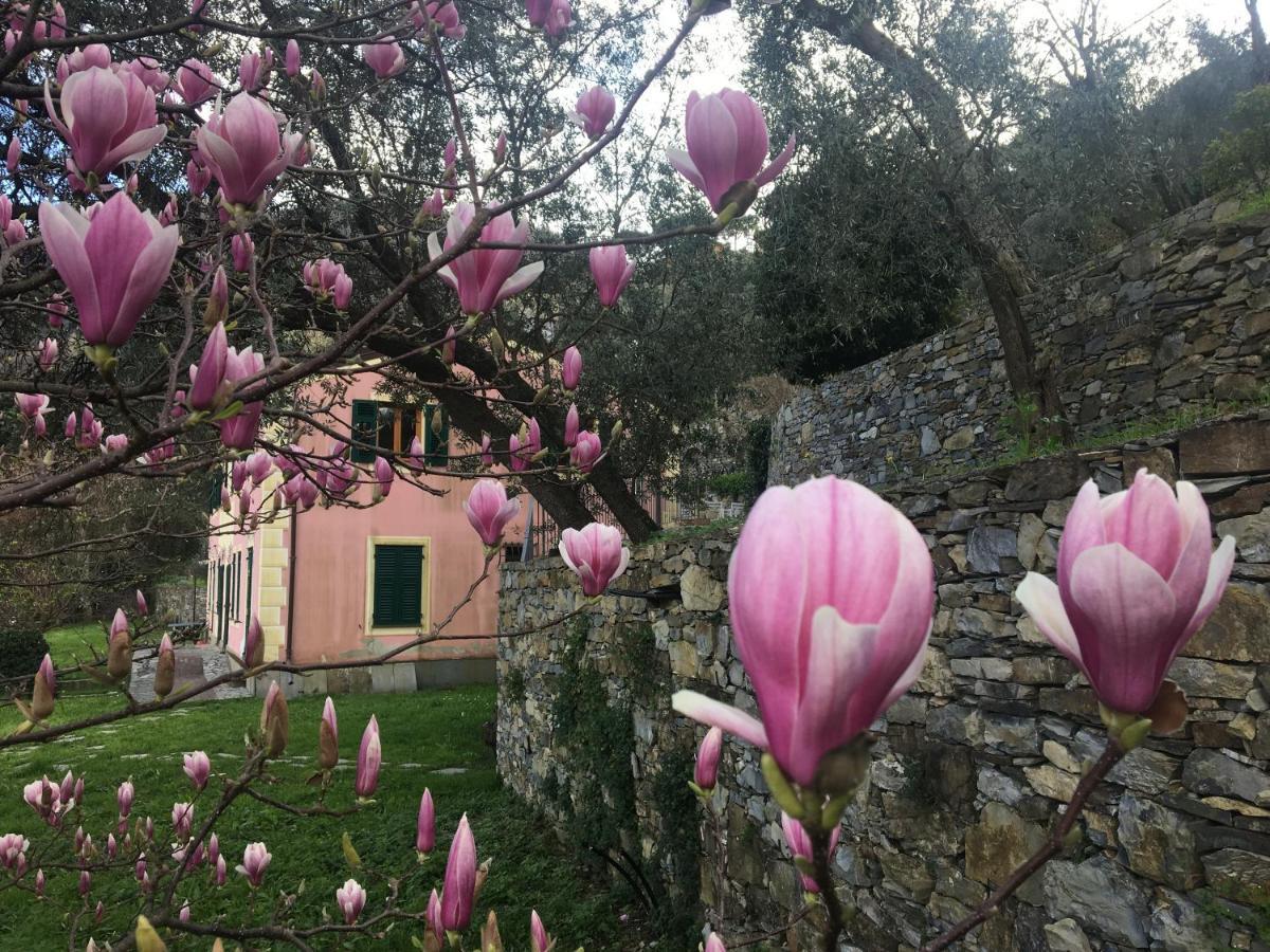 Villa Olivari - Apt La Lavanda Camogli Extérieur photo